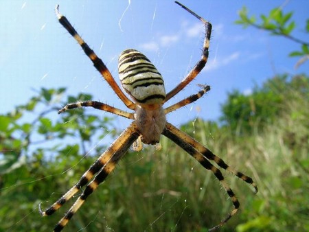 spider - photography, animals, nature, spider