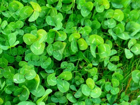 Shamrock - flowers, shamrock, lucky, happiness, green, spring, grass