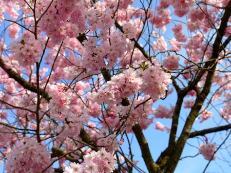 Flowers - flowers, summer, spring, pink, tree, sun