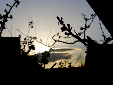 Sunset - branches, sunset, cloud, tree, sun