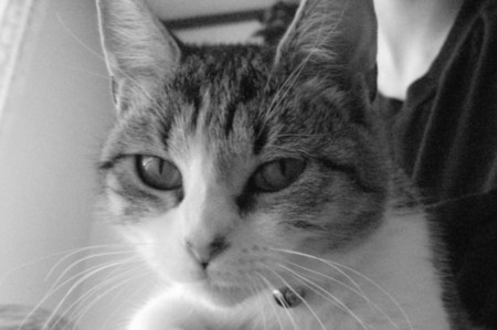 Do you really have to do that? - black and white, house cat, one of my kids, cat