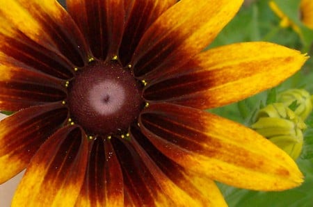 black eyed susan from my garden - nature, color, flower, unusual coloring