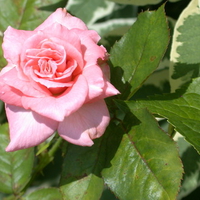 pink rose