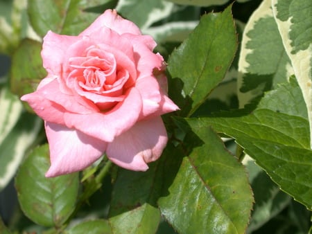 pink rose