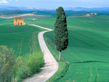 The Road Between Green Grass !!! - background, road, home, tree, nature, green, grass