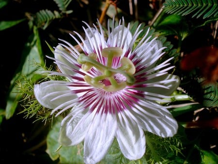 Flowers - flowers