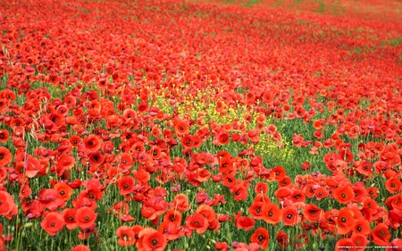 crestock - red - flowers