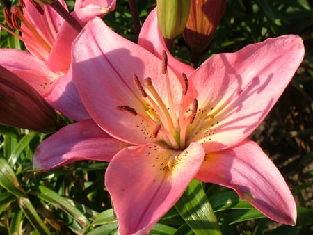 lily - flowers, red lily, red