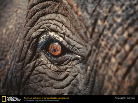 asian elephant eye - asian-elephant-eye