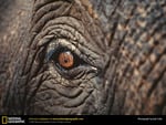 asian elephant eye