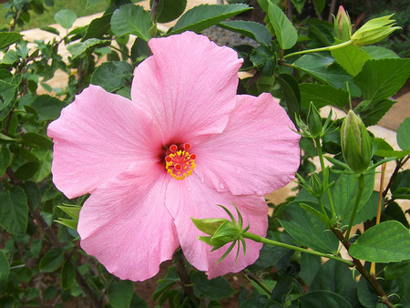 pink hibiscus - beauty in nature, bush, green, buds, hot pink, outdoor, pink, leaves