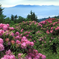 Flowered Mountain Landscape