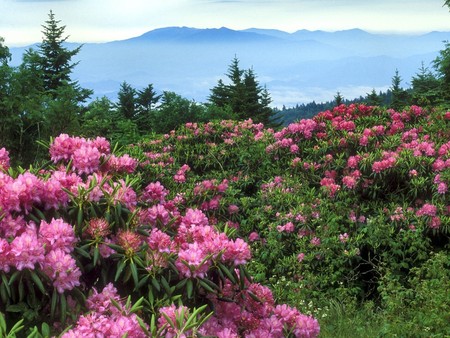 Flowered Mountain Landscape - landscape, flowered, flower, mountain