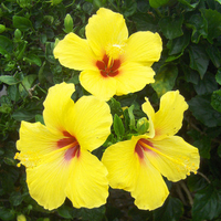 yellow hibiscus