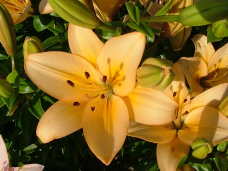 yellow lily - sunny-yellow- lily