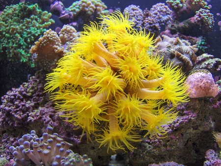 A colony of sun coral polyps - coral, yellow, sun