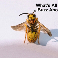 buzz bee funny