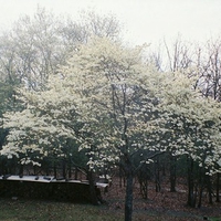 My Dogwoods