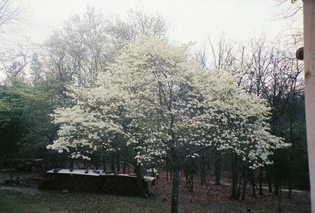 My Dogwoods - blooms, dogwoods, easter, trees