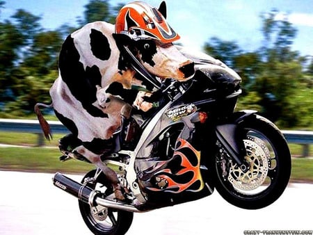 cow on motorcycle - cow-on-motorcycle