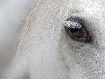 detail of white horse head with long eye lashes - detail-of-white-horse-head-with-long-eye-lashes