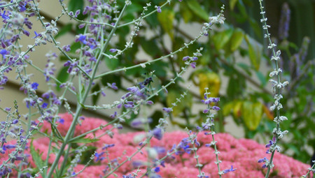 Garden lavender - purple, pink, leaves, garden, lavender