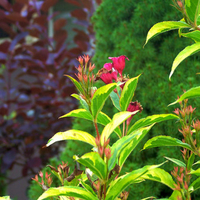 Pink sunset flower