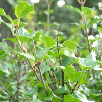 Green bush montage