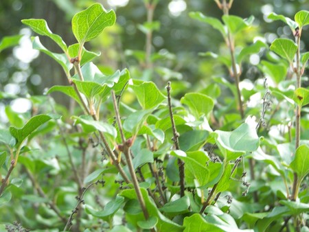 Green bush montage - jungle, bush, green, leaves