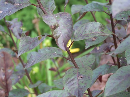 Purple bush - purple bush