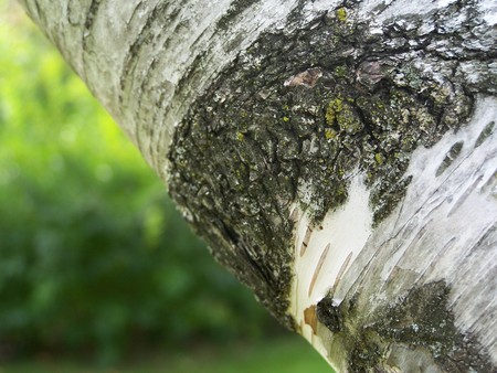 Birch shot - beautiful birch tree, birch tree, beautiful birch, detailed birch