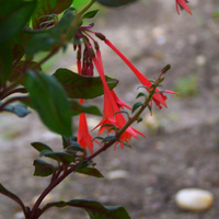 Pink raindrop flowers