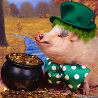 funny wallpapers rich pig