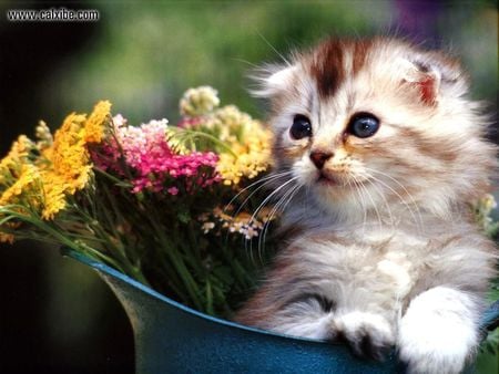 cute kittie in a flower pot - an, adorable, cute, kitty