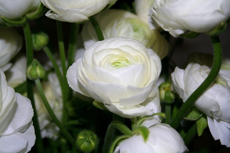 white beauty - flowers, white, beauty, bouquet, still life, ranunculus