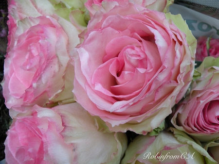 roses - white, roses, pink, bouquet, still life