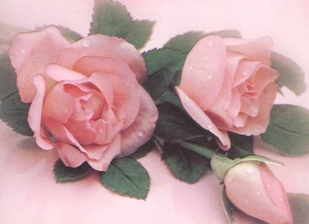 WELLWISHER FLOWERS FOR YOU - gorgeous, roses, pink, beautiful