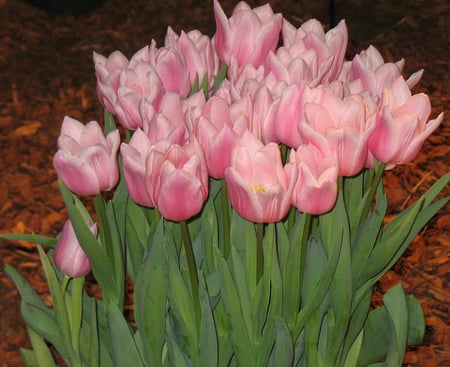 tulips - garden, pink, tulips, home