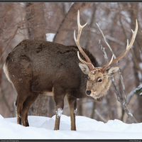 Deer in the Snow