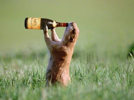 Ahhhh, Refreshing!! - drink, groundhog, beer, bottle