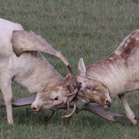 Fallow Deer Fighting