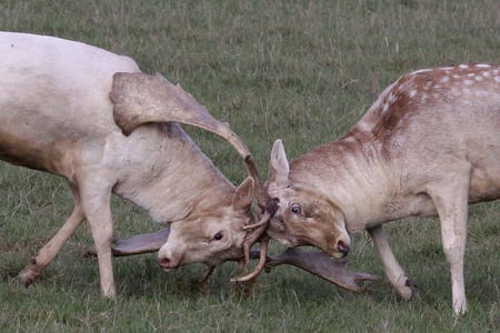 Fallow Deer Fighting - female deer, mule deer, nature, deer fighting white tail deer, deer, bucks, baby deer, animals