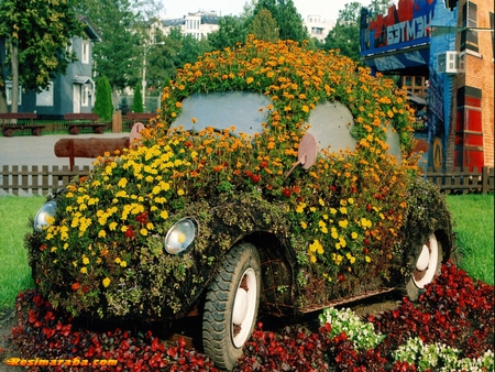 FLOWER POWER - car, power, flower, bug