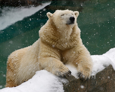 peaceful - bear, white, polar, wild, animals