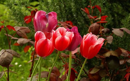 Tulips for Dear Jasenka - landscape, trees, tulips, view, pink, red, grass, garden, flower