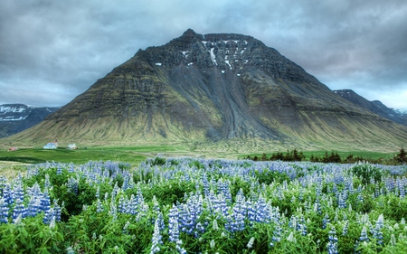 Landscape - summer, blue, landscape, grass, meadow, spring, mountain, flowers, blue flowers, view, good morning, field, houses, sky, clouds, house, beautiful, slope, beauty, morning, lovely, iceland, peaks, village, nature, green, mountains, peaceful, lupin