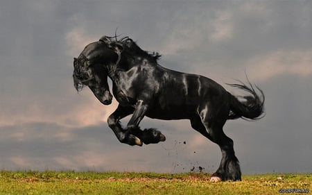 proud stallion - ground, black, grass, horse, sky