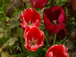 Red Tulips