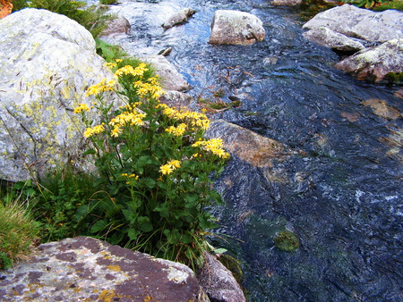 A mountain stream - beauty, stream, water, clear, flowers, rocks