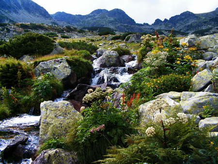 Stream - flowers, water, beauty, mountains, rocks